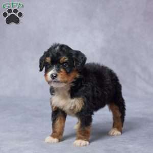 Joy, Mini Bernedoodle Puppy